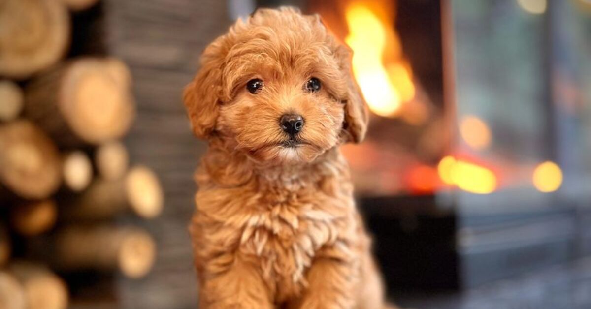 Akılalmaz sahtekârlık! Köpeği boyayıp sattılar
